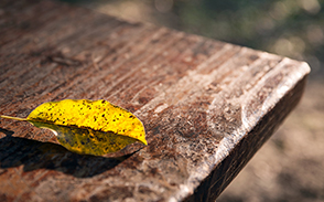 與木質(zhì)相差甚遠(yuǎn)